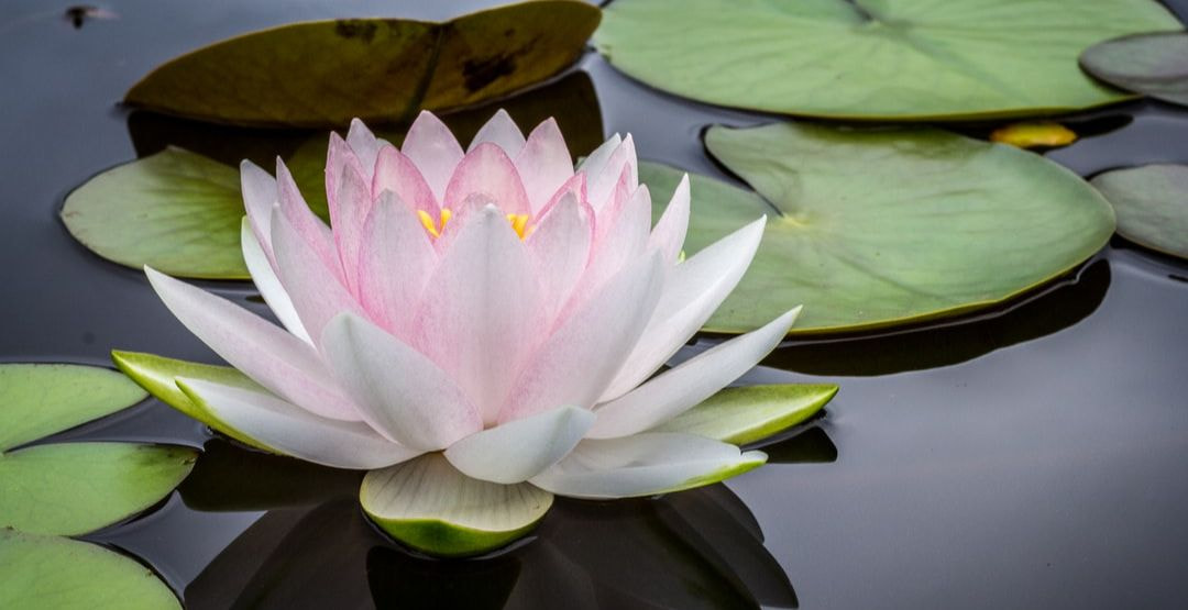 千葉市理容室のヘッドスパ